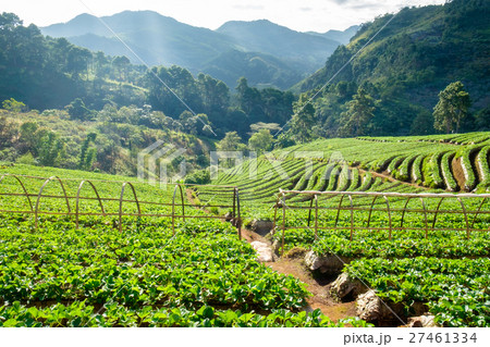 Strawberry platation mountain stairs beautiful 27461334