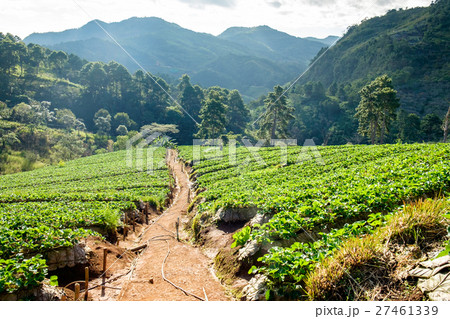 Strawberry platation mountain stairs beautiful Strawberry platation mountain stairs beautiful 27461339