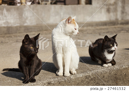 男木島の猫１ 27461532