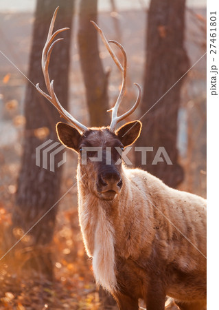 Horned Reindeer at zoo 27461801