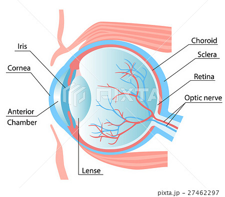 Human eye structure scheme 27462297