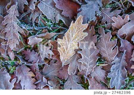 Frozen oak tree leafs Frozen oak tree leafs 27462396