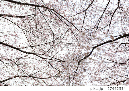 桜 曇り空バック 白バック 桜 曇り空バック 白バック 27462554