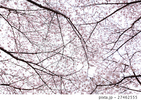桜 曇り空バック 白バック 桜 曇り空バック 白バック 27462555