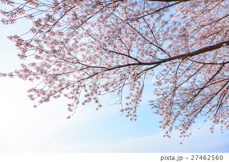 桜 曇り空バック 白バック 桜 曇り空バック 白バック 27462560