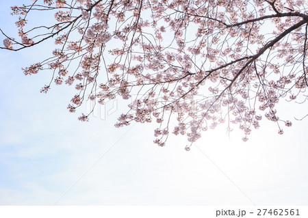 桜 曇り空バック 白バック 桜 曇り空バック 白バック 27462561