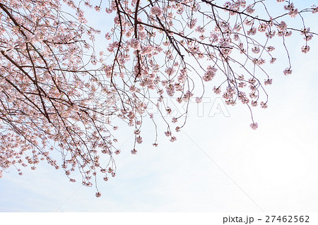 桜　曇り空バック　白バック 27462562