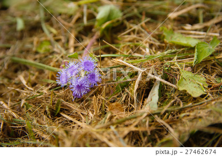 草 花 フラワー 27462674
