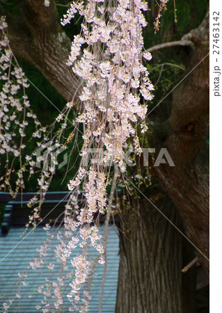 堂山王子神社のしだれ桜(田村市) 堂山王子神社のしだれ桜(田村市) 27463142