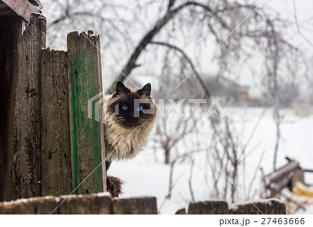 Siamese cat peeks out from behind an old fence 27463666