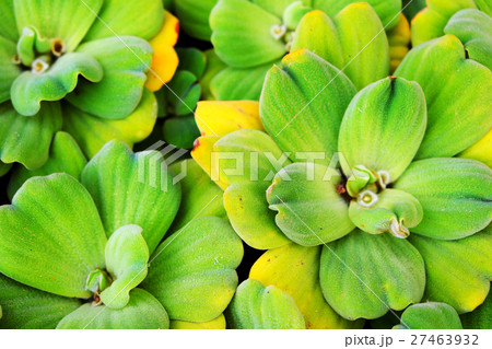 Water lettuce 27463932
