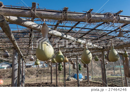 ひょうたん畑 27464246