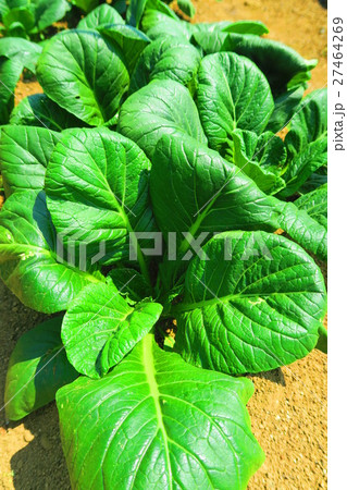 コマツナ コマツナ 27464269