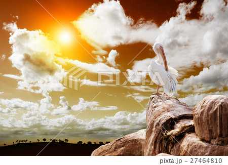 Wild landscape 27464810