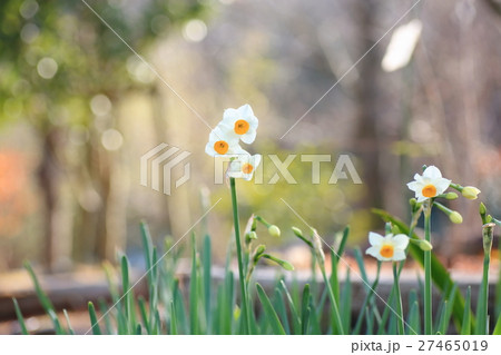 二ホンズイセンの花 27465019