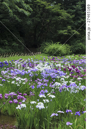 花菖蒲　東京・明治神宮御苑 27465169