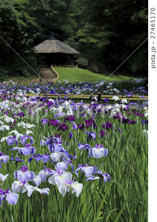 花菖蒲　東京・明治神宮御苑 27465170