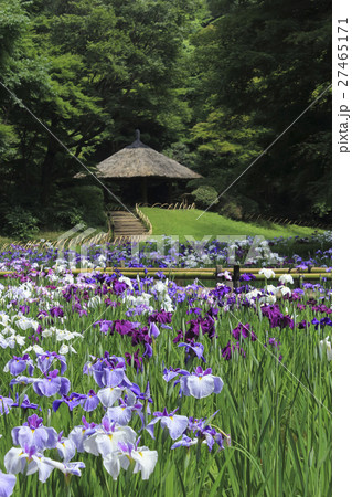 花菖蒲　東京・明治神宮御苑 27465171
