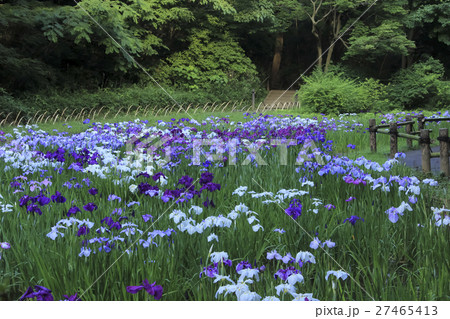 花菖蒲　東京・明治神宮御苑 27465413