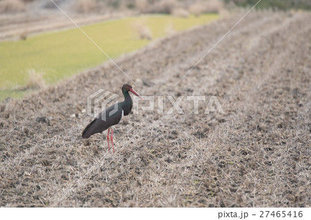綺麗なナベコウ成鳥 綺麗なナベコウ成鳥 27465416