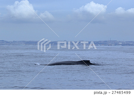 慶良間列島のザトウクジラ 27465499
