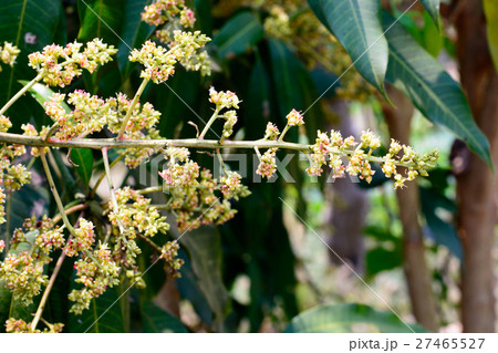 young green mango and flowers on tree in garden 27465527