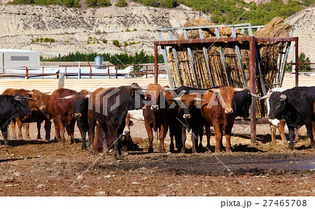 Bulls on a farm 27465708