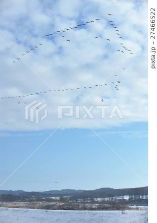 マガンの渡り 27466522