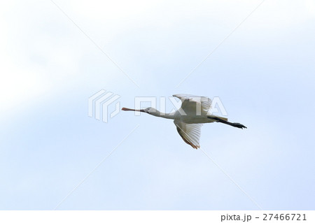 那覇　漫湖の野鳥　クロツラヘラサギ 27466721