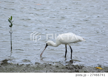 那覇　漫湖の野鳥　クロツラヘラサギ 27466741