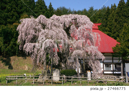 永泉寺のサクラ（田村市） 27466775