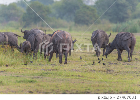 Water Buffalo in Thailand 27467031
