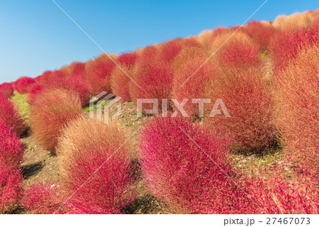 Bassia scoparia in Hitachi Park 27467073