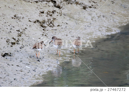 漫湖のシギ 27467272