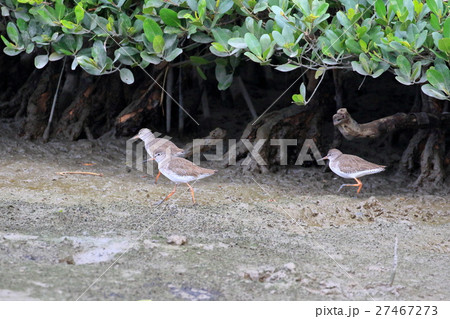 漫湖のシギ 27467273