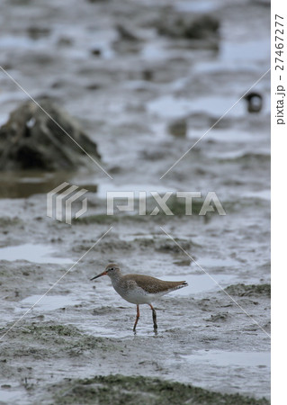 漫湖のシギ 漫湖のシギ 27467277