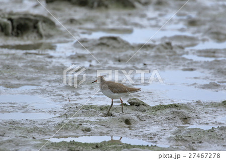 漫湖のシギ 27467278