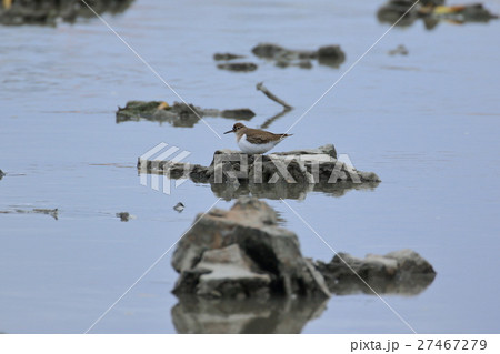 漫湖のシギ 27467279