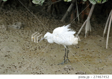漫湖のコサギ 27467452