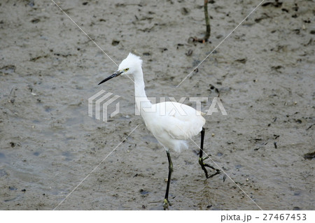 漫湖のコサギ 27467453