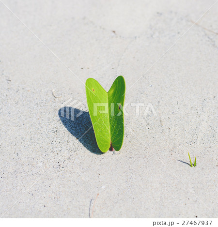 leaf Ipomoea on the beach leaf Ipomoea on the beach 27467937