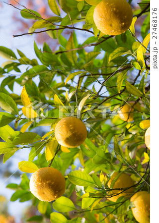 夏ミカン 秋のフルーツ 木になる果物 豊作の写真素材