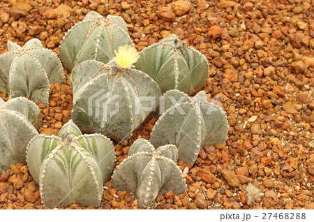 Cactus nature green background 27468288
