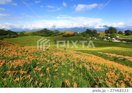 花 フラワー お花 27468323