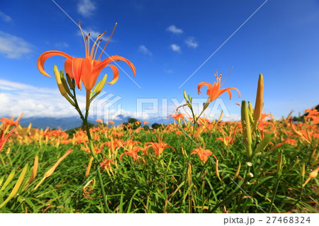 花 フラワー お花 27468324