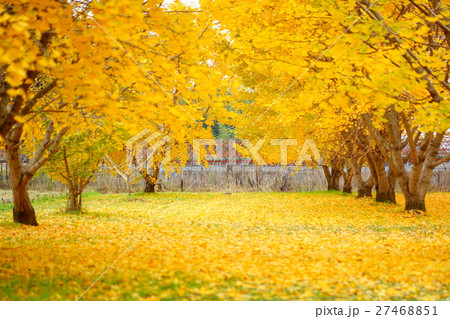福岡県 八女郡 おすすめ 観光地 広川町 太原のイチョウ 福岡県 八女郡 おすすめ 観光地 広川町 太原のイチョウ 27468851