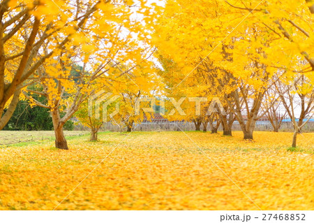 福岡県　八女郡　おすすめ　観光地　広川町　太原のイチョウ 27468852