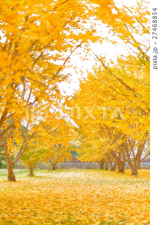 福岡県 八女郡 おすすめ 観光地 広川町 太原のイチョウの写真素材