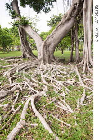 big tree root big tree root 27469395