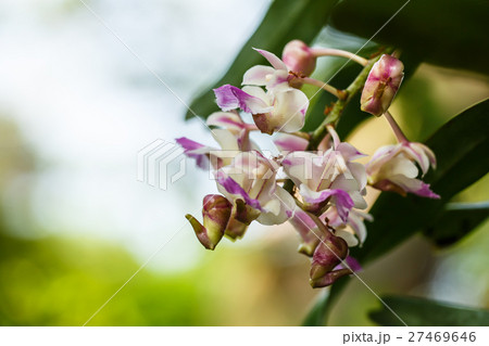 Orchid Thai in garden 27469646